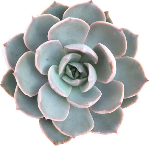 Echeveria Morning Beauty – Sabah Güzeli Sukulent 10 Adet