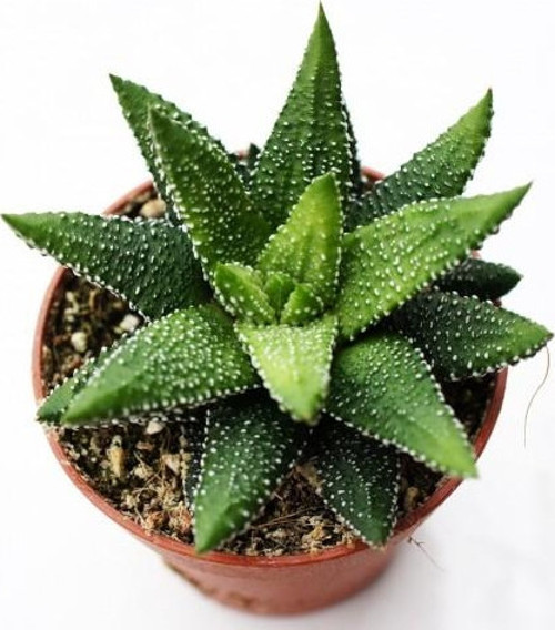 Haworthia Pumila 20 Adet