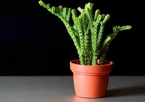 Prenses Çamı - Crassula muscosa 5 Adet