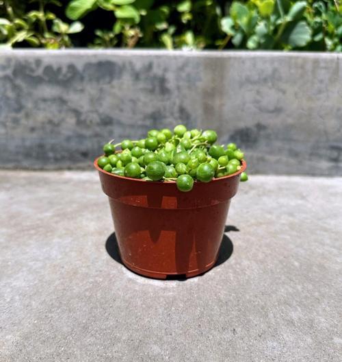 Tespih Çiçeği Senecio Rowleyanus 5 Adet