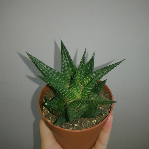 Haworthia Limifolia 5 Adet