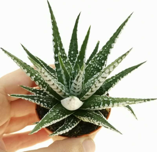 Haworthia Fasciata Zebra 10 Adet
