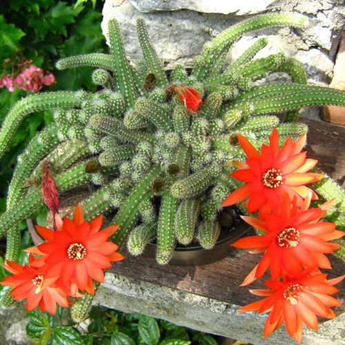 Yılan Kaktüs Chamaecereus silvestris