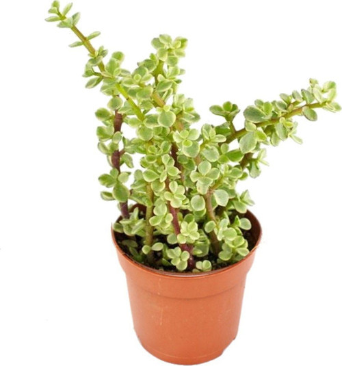 Yeşim Ağacı Çiçeği - Portulacaria Afra Variegata 5 Adet