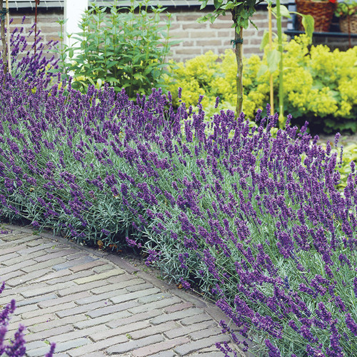 Lavanta – Lavandula Angustifolia 5 Adet