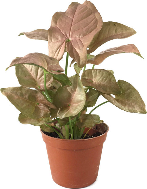 Syngonium Podophyllum 'Pink' (Melek Kanadı Çiçeği)