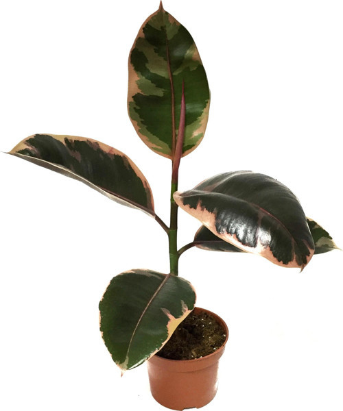 Ficus Elastica 'Belize' (Kauçuk Çiçeği)