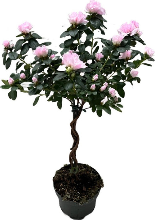 Rhodendron Indicum 'Sugar Pink' (Açelya Çiçeği)