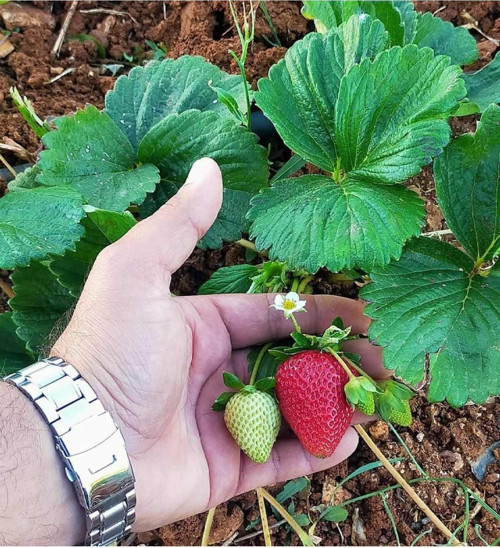21 Adet Kabarla Çilek Fidesi Kokolu Ve 1 İnci Sınıf Açık Köktür