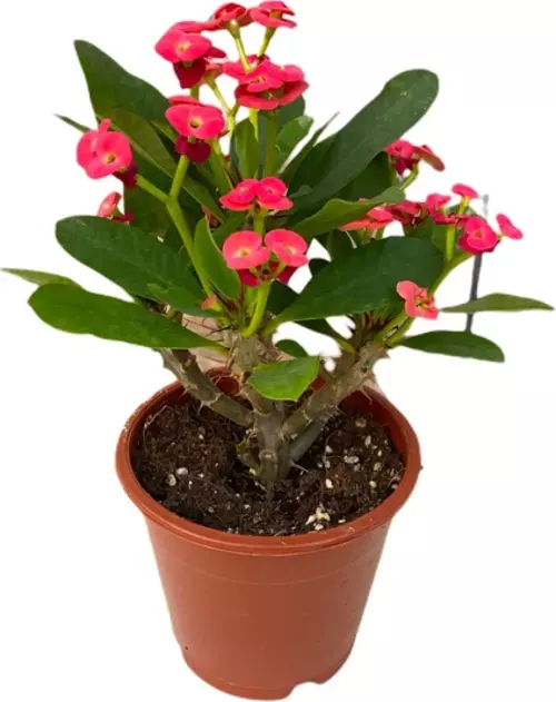 Kırmızı Dikenler Tacı 20 30 Cm Boy