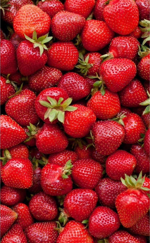 10 Adet Monterey Çilek Fidanı Açık Kök Ve Taze Söküm ( Frigo )