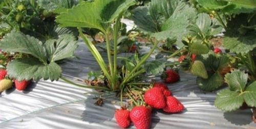 150 Adet Ceyhun Çilek Fidesi Açık Kök Yeni Sezon