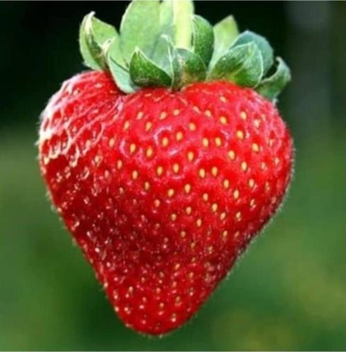 A Kalite 1. Sınıf 10000 Adet Rubugen Çilek Fidanı Açık Kök Ve Taze Söküm Frigo