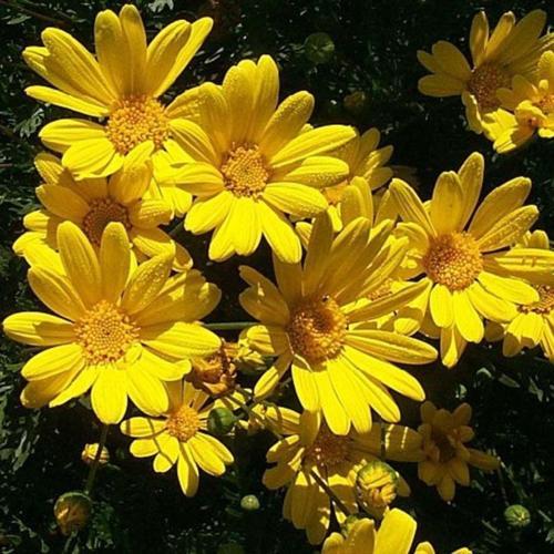 Sarı Çiçekli Papatya Fidanı