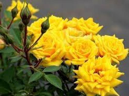 Açık Kök Gül Fidanı ( Sarı ) 30 40 Cm Boy