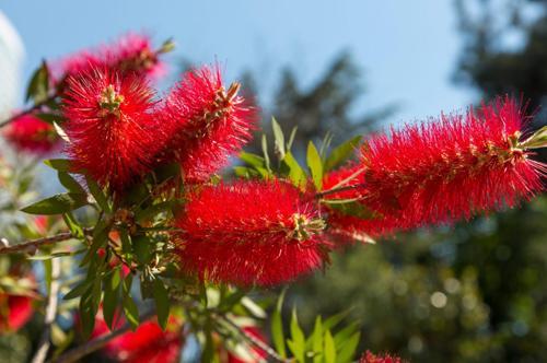 Fırça Çalısı Callistemon