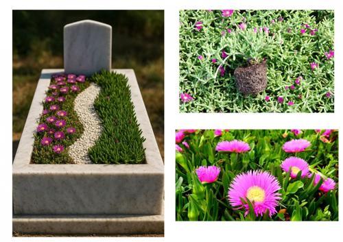 MEZAR - KABİR ÇİÇEKLİ BİTKİ SETİ - 90 ADET YER ÖRTÜCÜ BİTKİ + 20 KG DOLOMİT TAŞI (Acem Halısı-Kaz Ay
