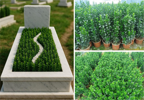 MEZAR - KABİR BİTKİ SETİ - 20 ADET YEŞİL SÜTUN TAFLAN GREENSPİRE 25-30 CM