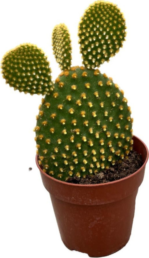 Opuntia Microdasys 'Pallida' (Kaktüs)