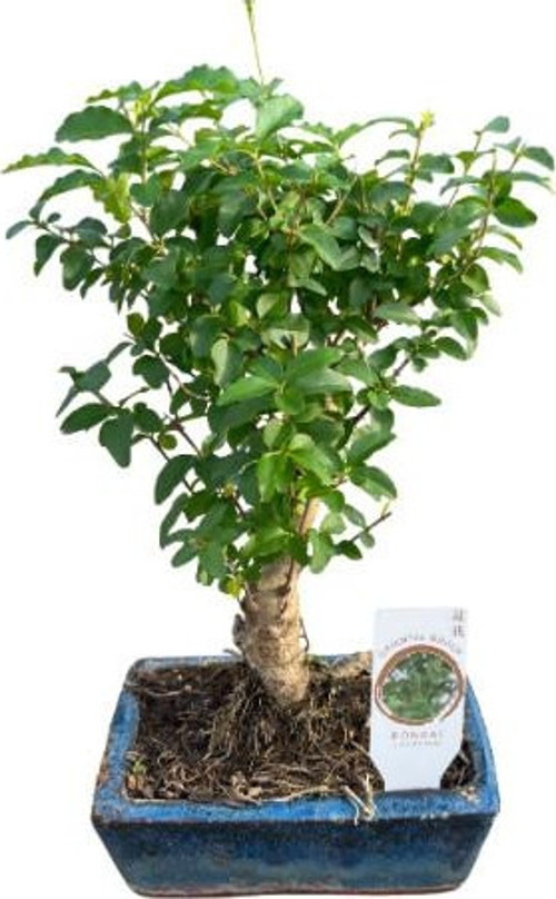 Bonsai - Ligustrum