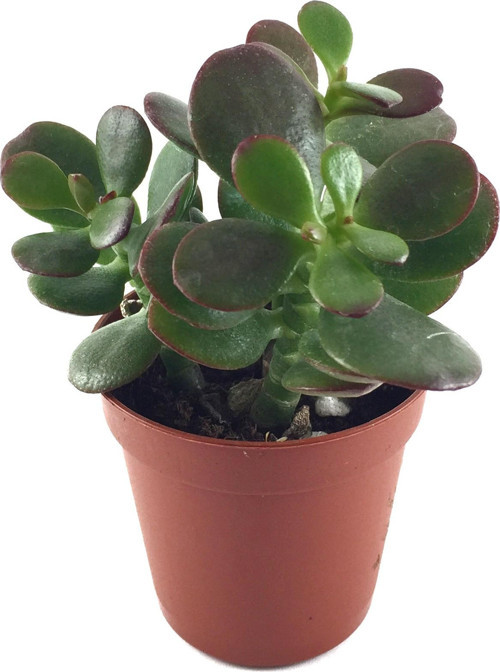 Crassula Ovata 'Minor' (Sukulent)