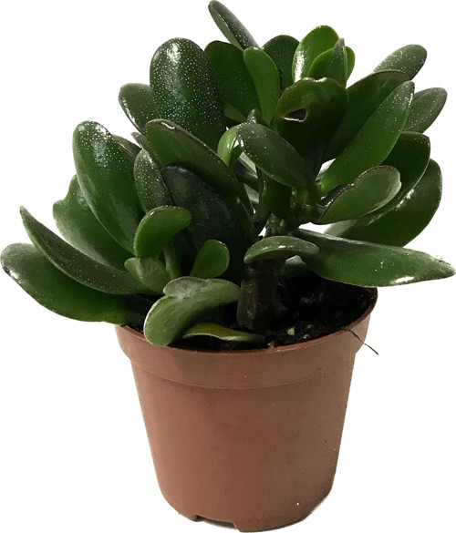 Crassula Arborescens (Sukulent)