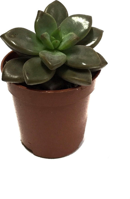 Graptosedum 'Bronze' (Sukulent)