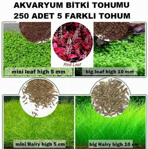 250 Adet 5 Farklı Akvaryum Bitkisi Tohumu + 10 Adet Hediye Karışık Renk Gül Tohumu