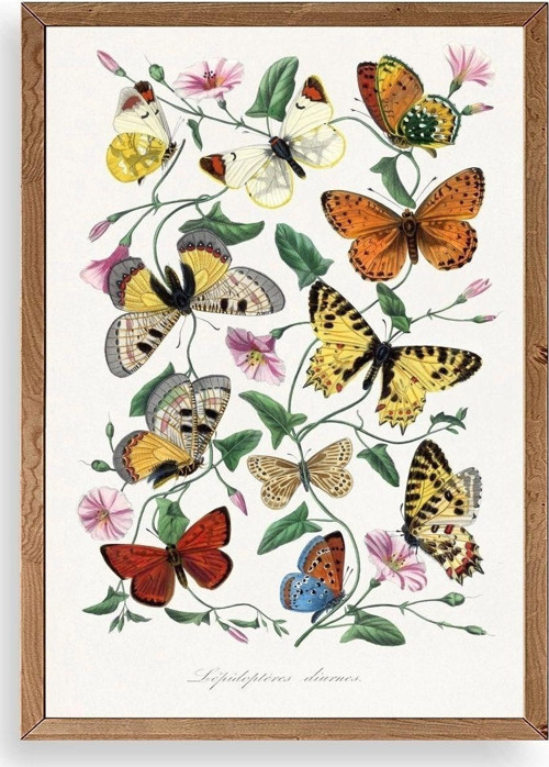 Lepidopteres Diurnes Ahşap Çerçeveli Tablo