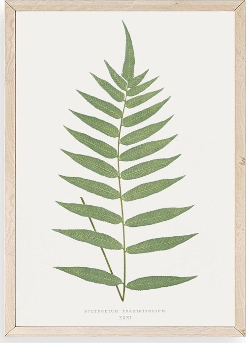 Polypodium Franxinifolium Ahşap Çerçeveli Tablo