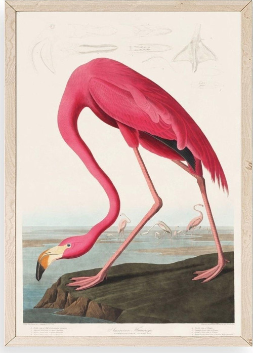 Flamingo Ahşap Çerçeveli Tablo