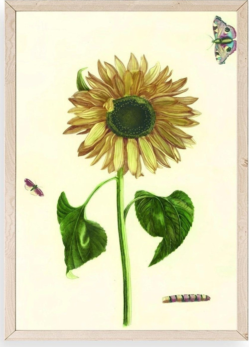 Ayçiçeği Ahşap Çerçeveli Tablo