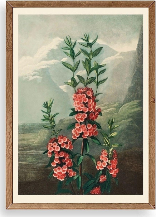 Narrow-Leaved Kalmia Ahşap Çerçeveli Tablo