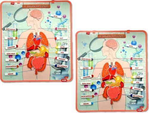 2 Set - 52 Parça  İç Organlar Sistemi Keçe Duvar Panoları , Eğitici Oyuncak