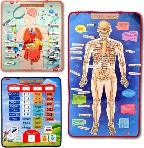 3 Set -106 Parça  İç Organlar , İskelet  Sistemi ve Takvimi Öğreniyorum Keçe Cırtlı Duvar Panoları , Eğitici Oyuncak