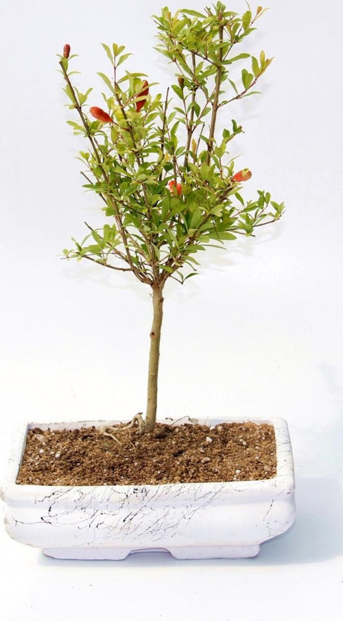 BONSAİ SÜS NARI PUNİCA