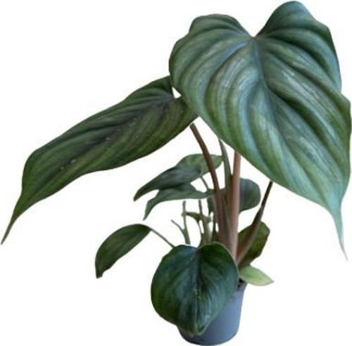 Philodendron 'Mamei'