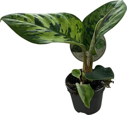 Homalomena Wallisii 'Camouflage'