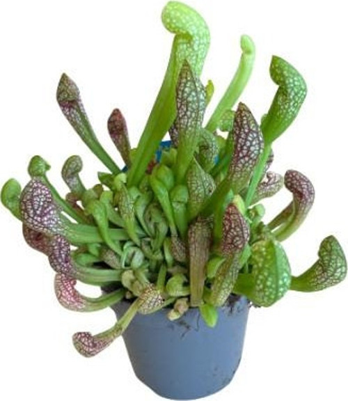 Sarracenia Psittacina (Sinek Kapan Etobur Bitki)