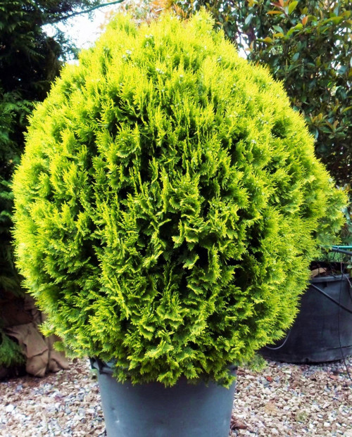 Altuni Top Mazi 10 Adet - Sari Çit Bitkisi