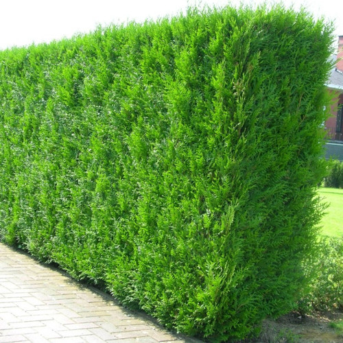 YEŞİL MAZI FİDANI 10 ADET - ÇİT BİTKİSİ ( Thuja Orientalis )
