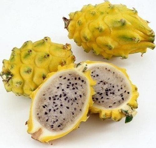 COLOMBİA YELLOW DRAGON FRUIT (Özel Tür) Ejder Meyvesi Pitaya Fidanı
