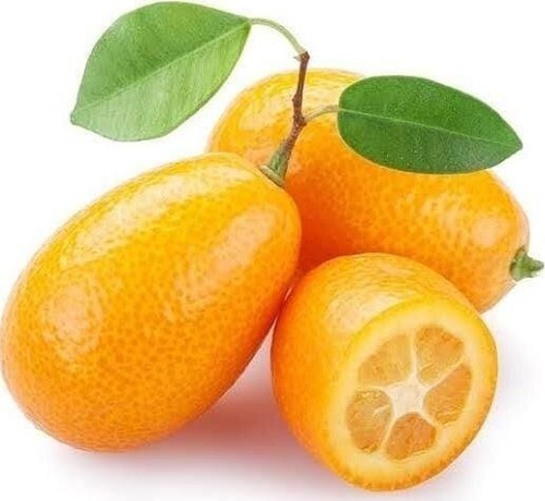 2 Yaş Aşılı Kamkat Fidanı, Torbada