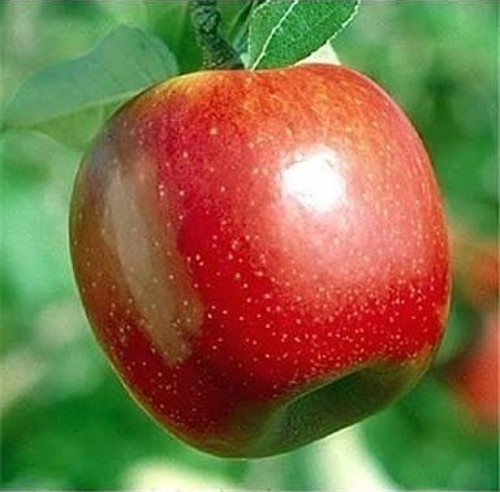5 Yaş, Aşılı Elma Fidanı SUMMER RED, Torbada, +120 Cm