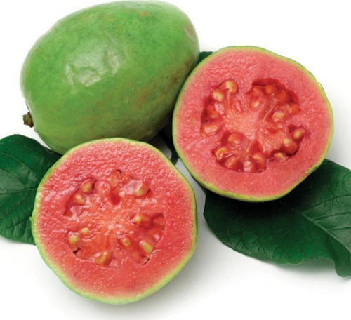 2 Yaş Tropikal Pink Guava Fidanı, Torbada