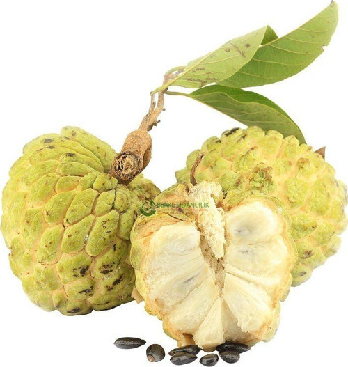 2 Yaş Tropikal Sugar Apple (Şeker Elma) Fidanı, Torbada