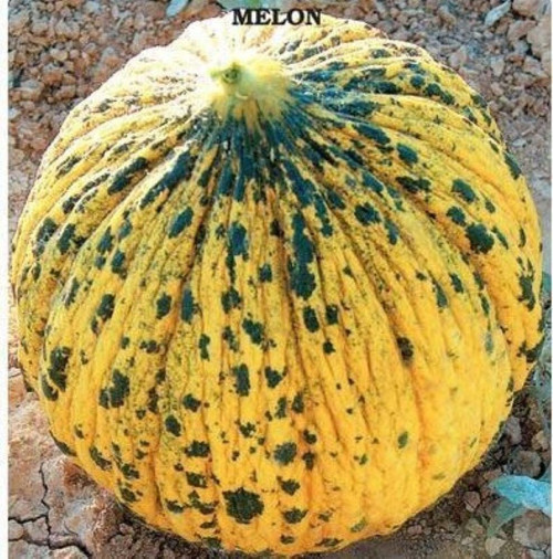 Doğal Altınbaş (637) Kavun Tohumu (4 gram)