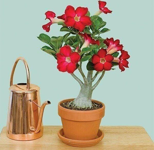 5.5 luk Saksıda Kırmızı Adenium Çöl Gülü Çiçeği Fidanı