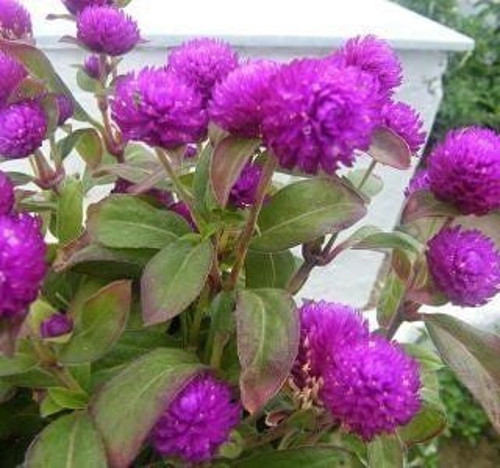 Hanım Düğmesi Çiçeği Tohumu 1 PAKET (20 adet)