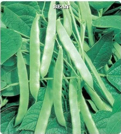 Sırık Fasülye Tohumu (25 gram)